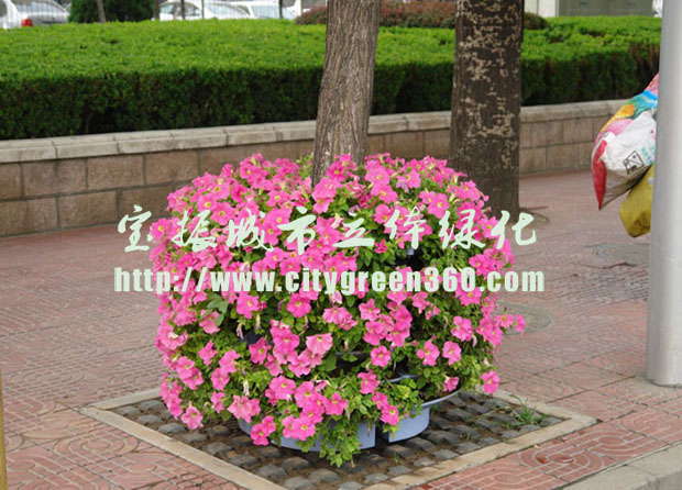 首個福州試點(diǎn)立體綠化 “渠畫島”靚現(xiàn)街頭